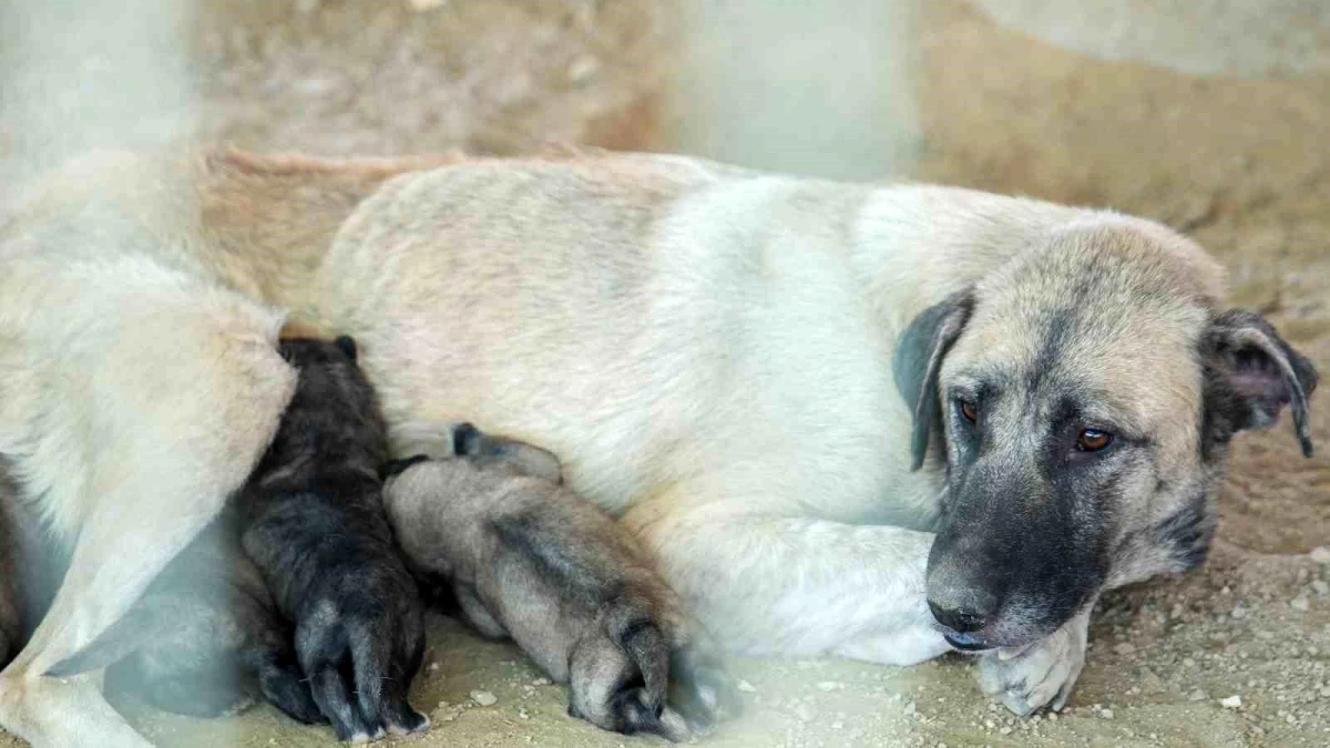Mersin'de Uçurumda Mahsur Kalan Köpek ve Yavruları Kurtarıldı