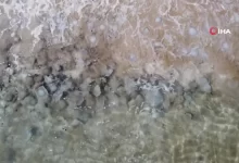 Akdeniz kıyılarını deniz anası bastı: Kızkalesi Sahili'ne yüzlercesi vurdu