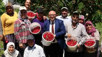 Mersin'de Turfanda Kiraz Hasadı Başladı