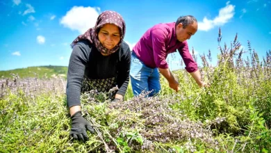 Mersin'de Ada Çayı Üretimiyle Üreticilere Destek