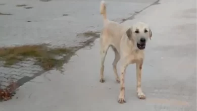 Tarsus'ta Sokak Köpekleri Tarafından Saldırıya Uğrayan Genç Yaralandı