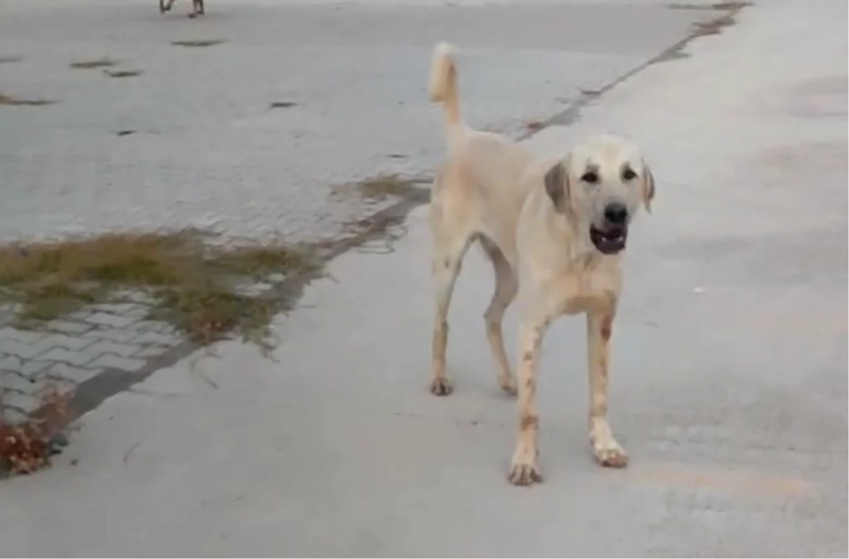 Tarsus'ta Sokak Köpekleri Tarafından Saldırıya Uğrayan Genç Yaralandı