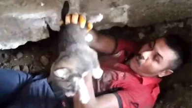 Tarsus'ta Sıkışan Yavru Köpek İtfaiye Tarafından Kurtarıldı