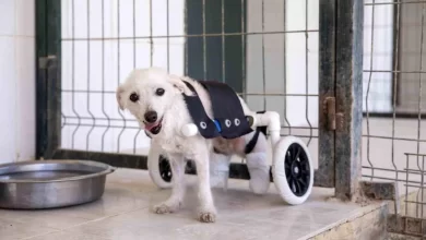 Mersin'de Felçli Köpek Yürüteç Sayesinde Yürümeye Başladı