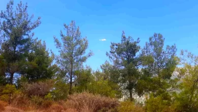 Mersin'de Orman Yangınına Havadan ve Karadan Müdahale