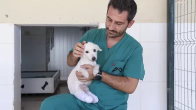 Mersin'de aç ve susuz kalan köpek kurtarıldı