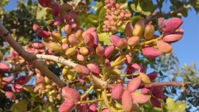 Mersin'de Antep Fıstığı Hasadı Başladı
