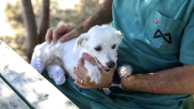 Mersin'de Aç ve Susuz Köpek Kurtarıldı