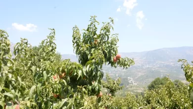 Mersin'de Şeftali Hasadı Başladı: 350 Bin Ton Rekolte Bekleniyor