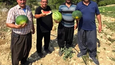 Mersin'in Tarsus ilçesinde yerli tohum ile domates ve karpuz üretimi teşvik ediliyor