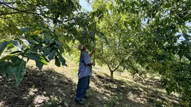 Mersin'de Ceviz Hasadı Başladı