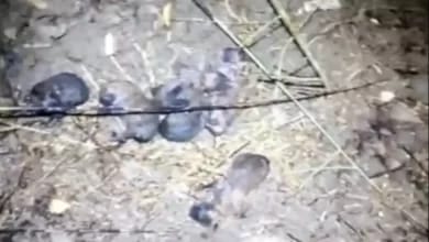 Anız Yangınında 10 Yavru Köpek Kurtarıldı