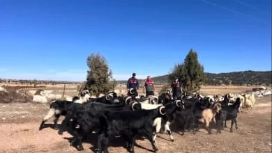 Kaybolan Hayvanlar Jandarma Tarafından Bulundu