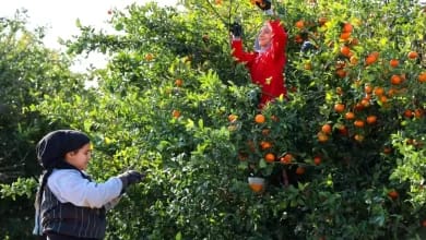 Adana'da Tarım İşçisi Yevmiyeleri Belirlendi