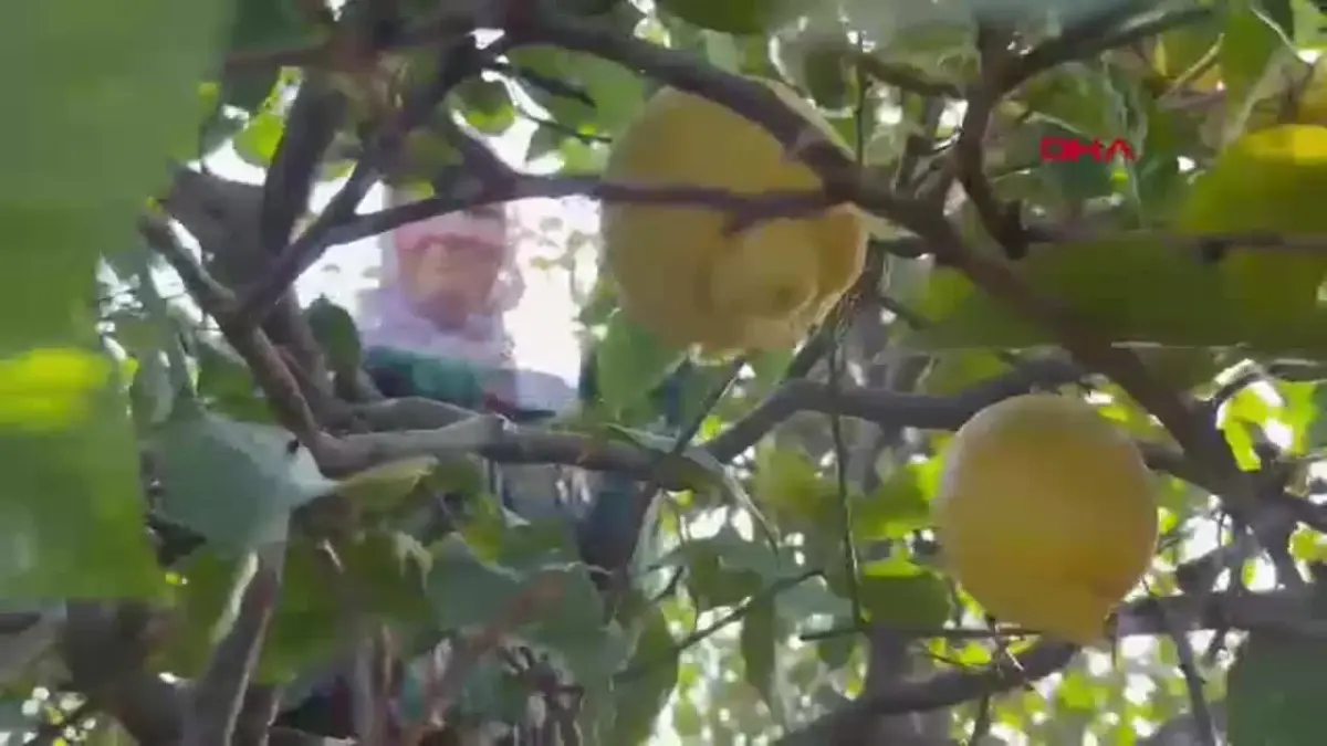 Mersin'de Limon Üreticileri İhracat Destekleri Bekliyor