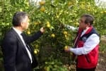 Mersin'de Limon Soslarına Denetim