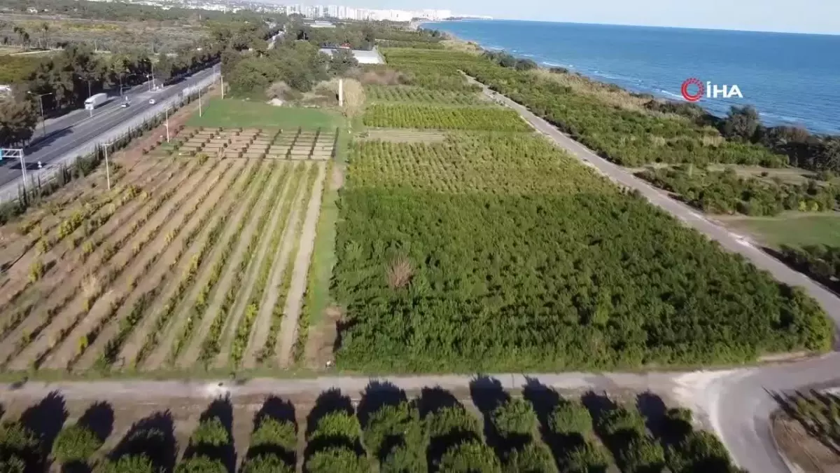 Mersin'de Muz ve Mandalinada Yeni Çeşitler Tescillendi