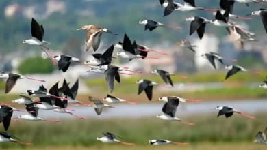 Türkiye'de Kuş Türleri ve eBird Verileri