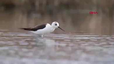 eBird Veri Tabanına Göre Türkiye'de 497 Kuş Türü Kaydedildi