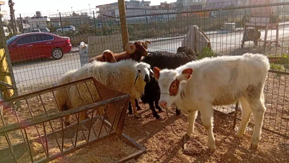 Mersin'de Hayvan Hırsızlığı Çözüldü