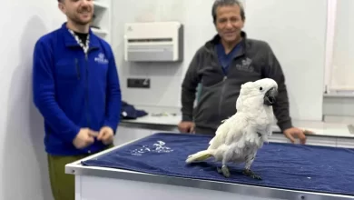 Mersin'de Dans Eden Papağan Viral Oldu