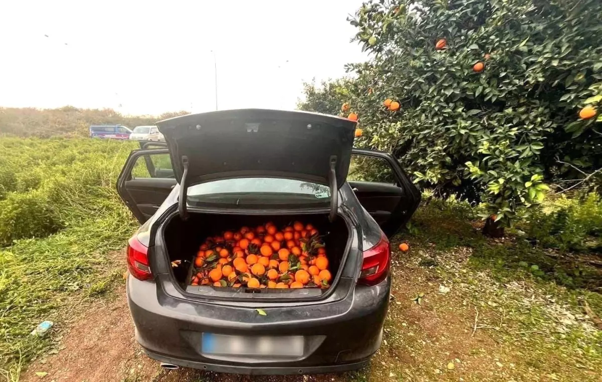 Mersin'de Portakal Hırsızı Yakalandı