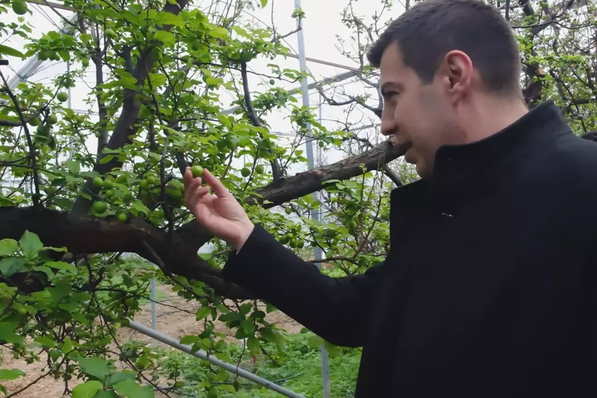 Sezonun ilk hasadı yapıldı, 1 kilo erik 8 bin TL'ye satıldı