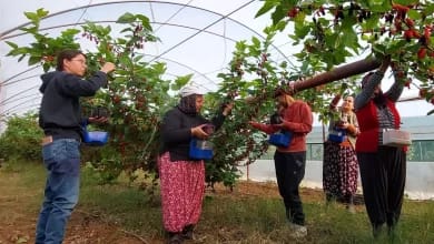 Mersin'de Karadut Üretimi Artıyor: İhracat Fırsatları