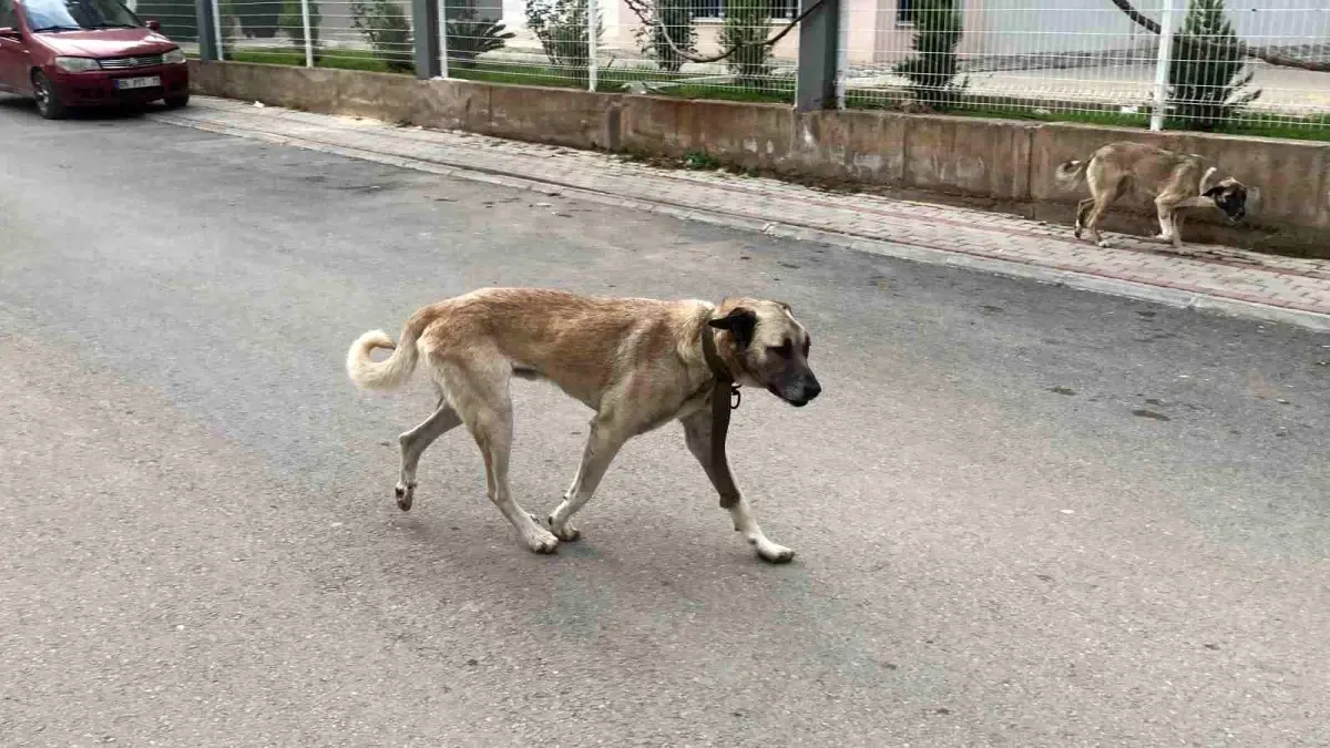 Mersin'de Sokak Köpeklerinin Saldırıları Endişe Veriyor