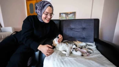 Mersin'de Doğum Yapan Anne Kedi Alaca, Hayvanseverler Tarafından Sahiplendirildi