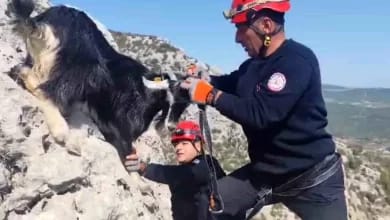 Mersin'de Mahsur Kalan 6 Keçi İtfaiye Ekipleri Tarafından Kurtarıldı