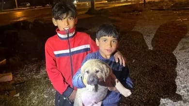 Mersin'de Yavru Köpek Kuyuya Düştü, İtfaiye Tarafından Kurtarıldı